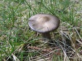 Entoloma sericeum image
