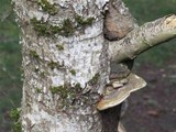 Phellinus igniarius image