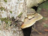 Phellinus igniarius image