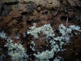 Mucronella calva image