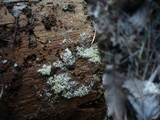 Mucronella calva image
