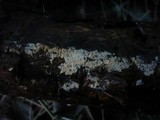Mucronella calva image