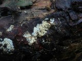 Mucronella calva image