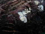 Mucronella calva image