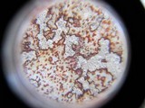 Arthonia rubrocincta image