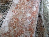 Arthonia rubrocincta image