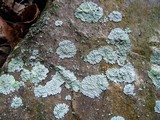 Lepraria normandinoides image