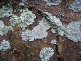 Lepraria normandinoides image