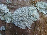 Lepraria normandinoides image