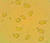 Arrhenia chlorocyanea image