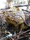 Amanita augusta image