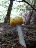 Amanita augusta image