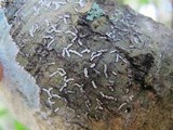Dyplolabia afzelii image