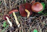 Cortinarius smithii image