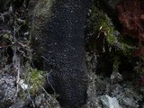Melogramma spiniferum image
