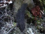 Melogramma spiniferum image