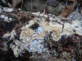 Stromatoscypha fimbriata image