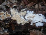Stromatoscypha fimbriata image