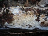 Stromatoscypha fimbriata image