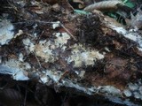 Stromatoscypha fimbriata image