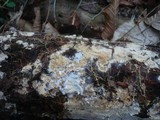 Stromatoscypha fimbriata image