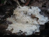Stromatoscypha fimbriata image