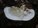 Trametes gibbosa image