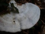 Trametes gibbosa image