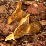 Tapinella atrotomentosa image