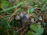 Mycena aetites image
