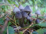 Mycena aetites image