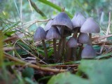 Mycena aetites image