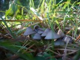Mycena aetites image