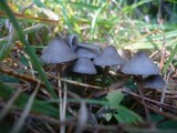 Mycena aetites image