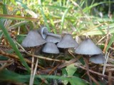 Mycena aetites image