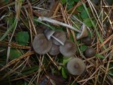 Mycena aetites image