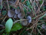 Mycena aetites image