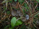 Mycena aetites image