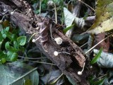 Mycena alba image