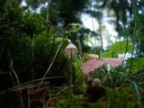 Mycena amicta image