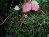 Mycena amicta image