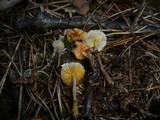 Mycena aurantiomarginata image