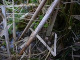 Mycena belliae image