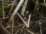 Mycena belliae image