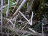 Mycena belliae image