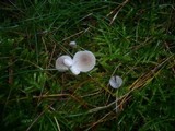 Mycena cinerella image
