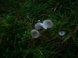 Mycena cinerella image
