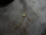 Mycena citrinomarginata image