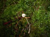 Mycena citrinomarginata image