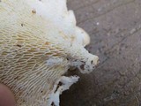 Favolus tenuiculus image